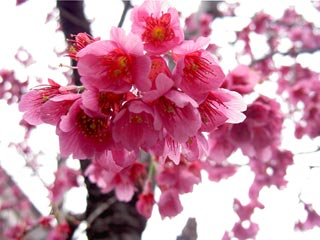 18.9:320:240:0:0:pinksakura:center:1:1::