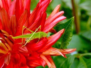 16.5:320:240:0:0:hanato:center:1:1::