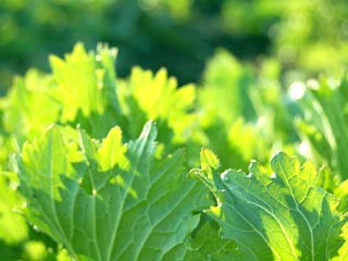 14.4:320:240:0:0:nonohana:center:1:1::