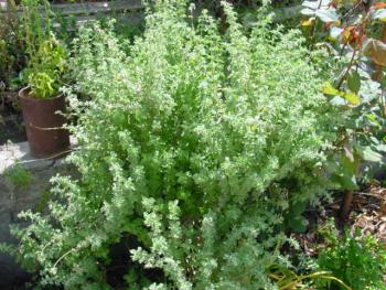 29.6:350:263:0:0:DSC00236:center:1:1:キプロスのお庭はハーブで一杯　♪: