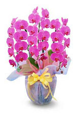 11.1:150:231:0:0:hana:center:1:1:おかあさん、ありがとうございます。: