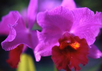 10.9:350:245:0:0:450-200509291102381:center:1:1:いつもありがとうございます。　＾−＾: