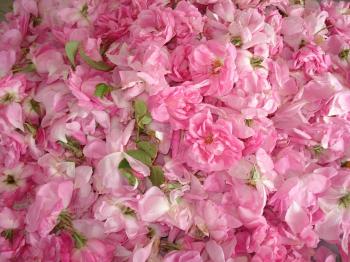 23.1:350:262:0:0:DSC01051:center:1:1:ヒーリング効果も抜群のローズ: